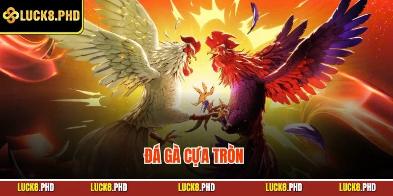 đá gà cựa tròn
