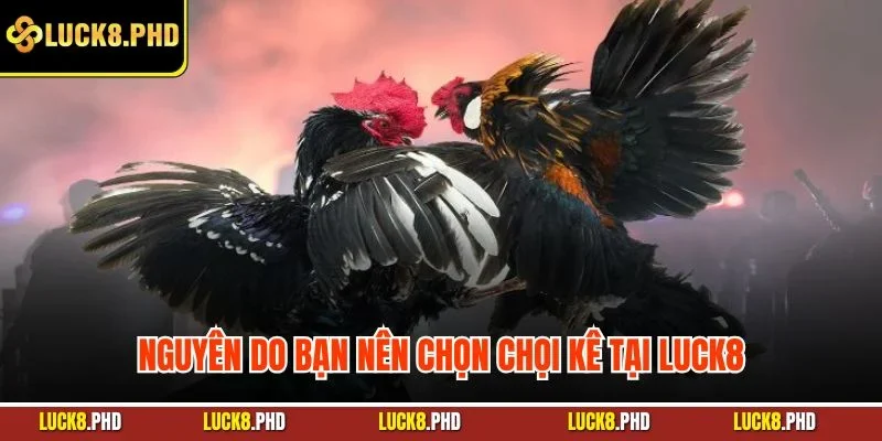 Nguyên do bạn nên chọn chọi kê tại LUCK8